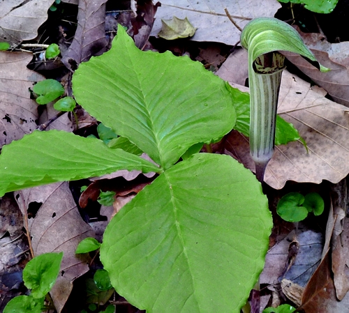 {Arisaema triphyllum}